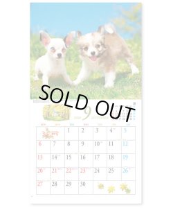 画像4: キュート（CUTE)  100冊＠395円〜(税込)