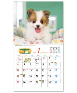 画像2: キュート（CUTE)  100冊＠395円〜(税込)
