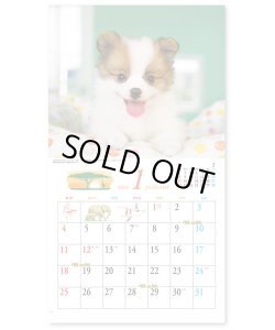 画像2: キュート（CUTE)  100冊＠395円〜(税込)