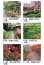 画像4: 庭・四季詩情（フィルム）  ＠970円〜(税込) (4)