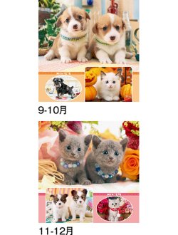 画像4: マイペット　(フィルム）＠970円〜(税込)