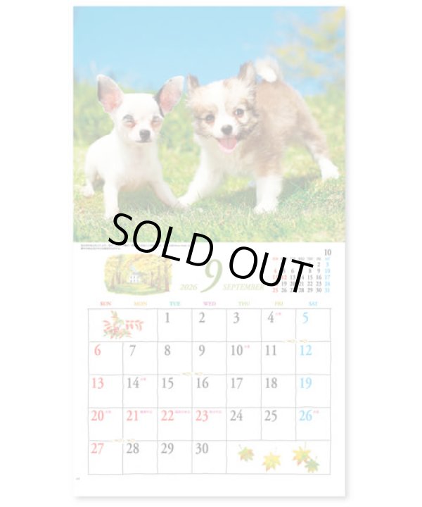 画像4: キュート（CUTE)  100冊＠395円〜(税込)