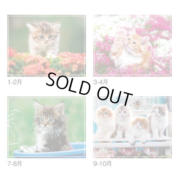 画像4: マイ　スウィーティ―　キャット＠299円〜(税込)