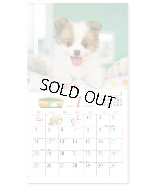 画像2: キュート（CUTE)  100冊＠395円〜(税込)