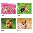 画像4: マイ　スウィーティ―　ドッグ＠309円〜(税込)