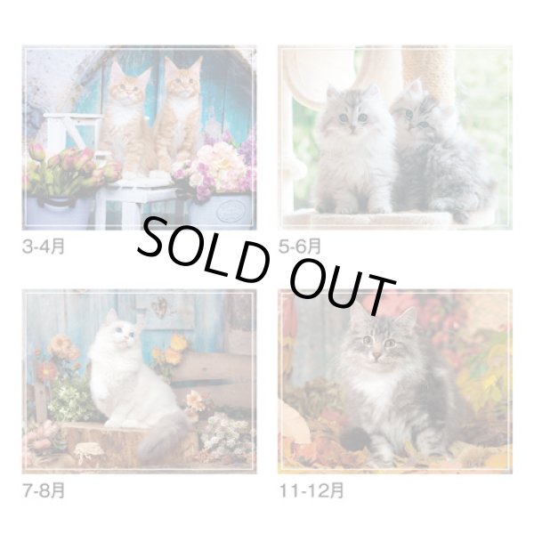 画像4: マイ　スウィーティ―　キャット＠309円〜(税込)