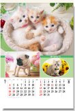 画像2: マイペット　(フィルム）＠970円〜(税込)