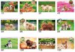 画像4: ドッグファミリー　100冊＠430円〜